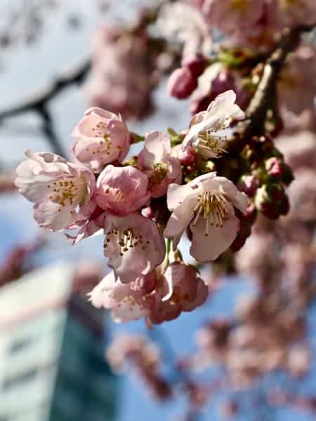 Cherry blossoms mobile