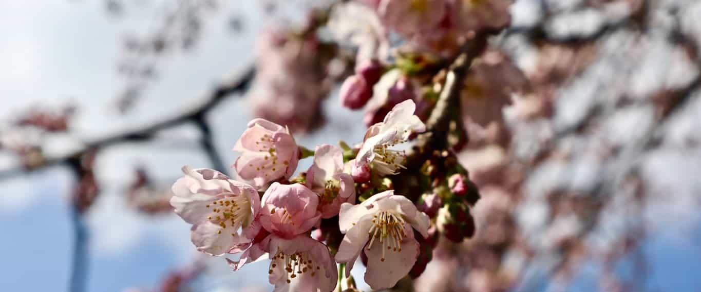 Cherry blossoms